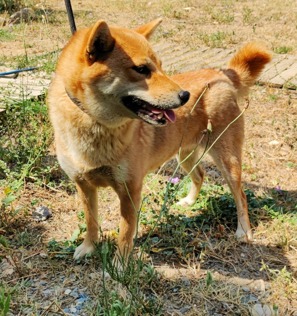 Les Shiba de l'affixe des Felicuncan