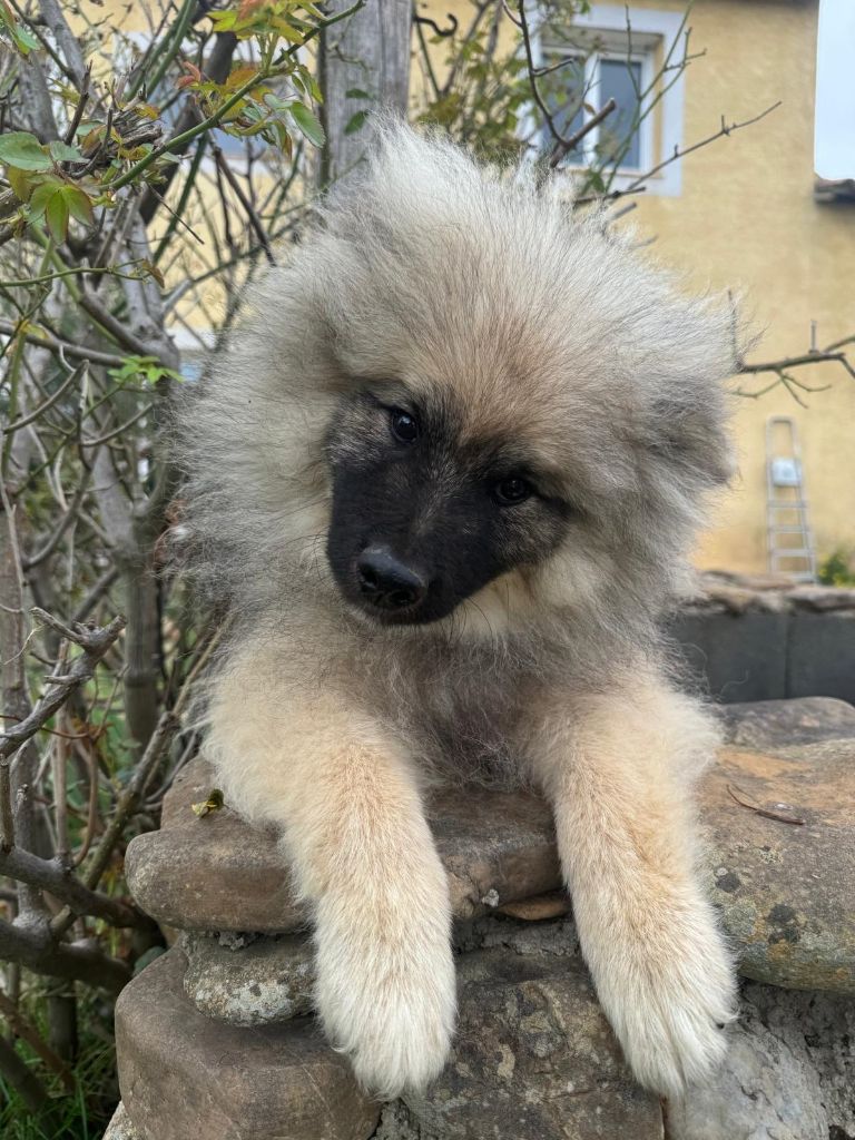 des Felicuncan - Chiot disponible  - Spitz allemand