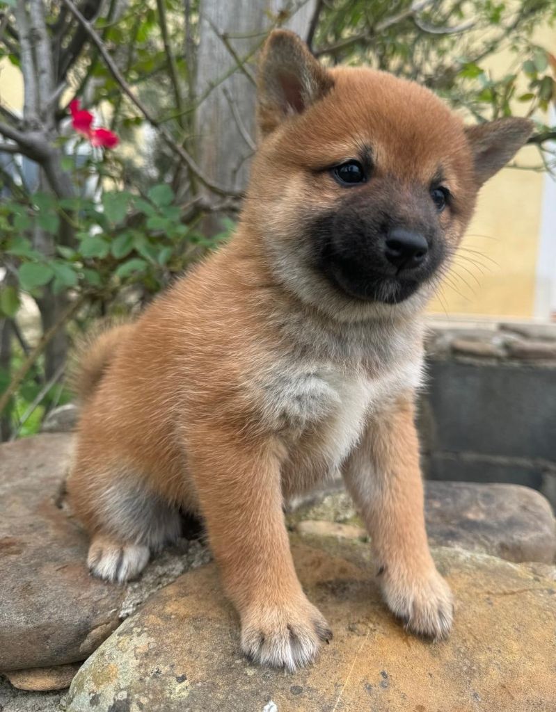 des Felicuncan - Chiot disponible  - Shiba