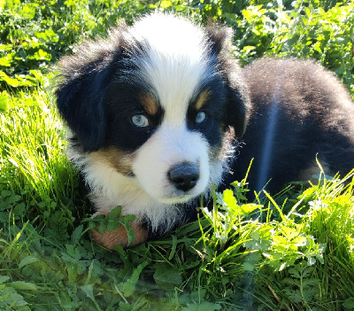 VULKAN YEUX BLEUS