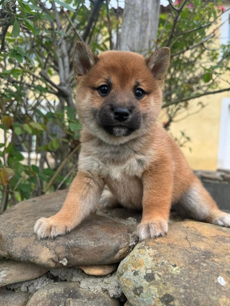 des Felicuncan - Chiot disponible  - Shiba