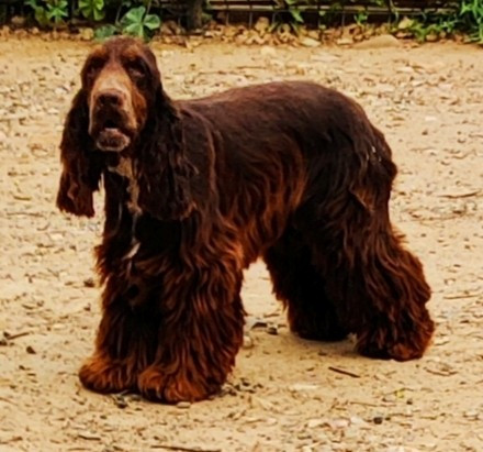 VALENTIN  des Felicuncan