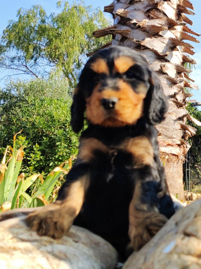 des Felicuncan - Chiots disponibles - Cocker Spaniel Anglais