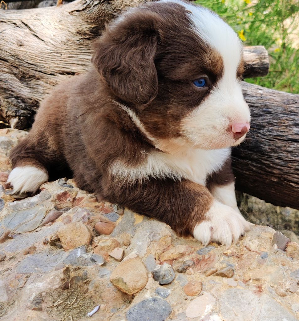 des Felicuncan - Chiots disponibles - Berger Américain Miniature 