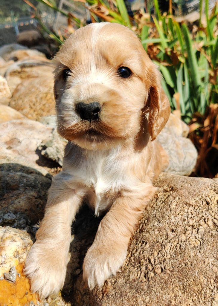 des Felicuncan - Chiots disponibles - Cocker Spaniel Anglais