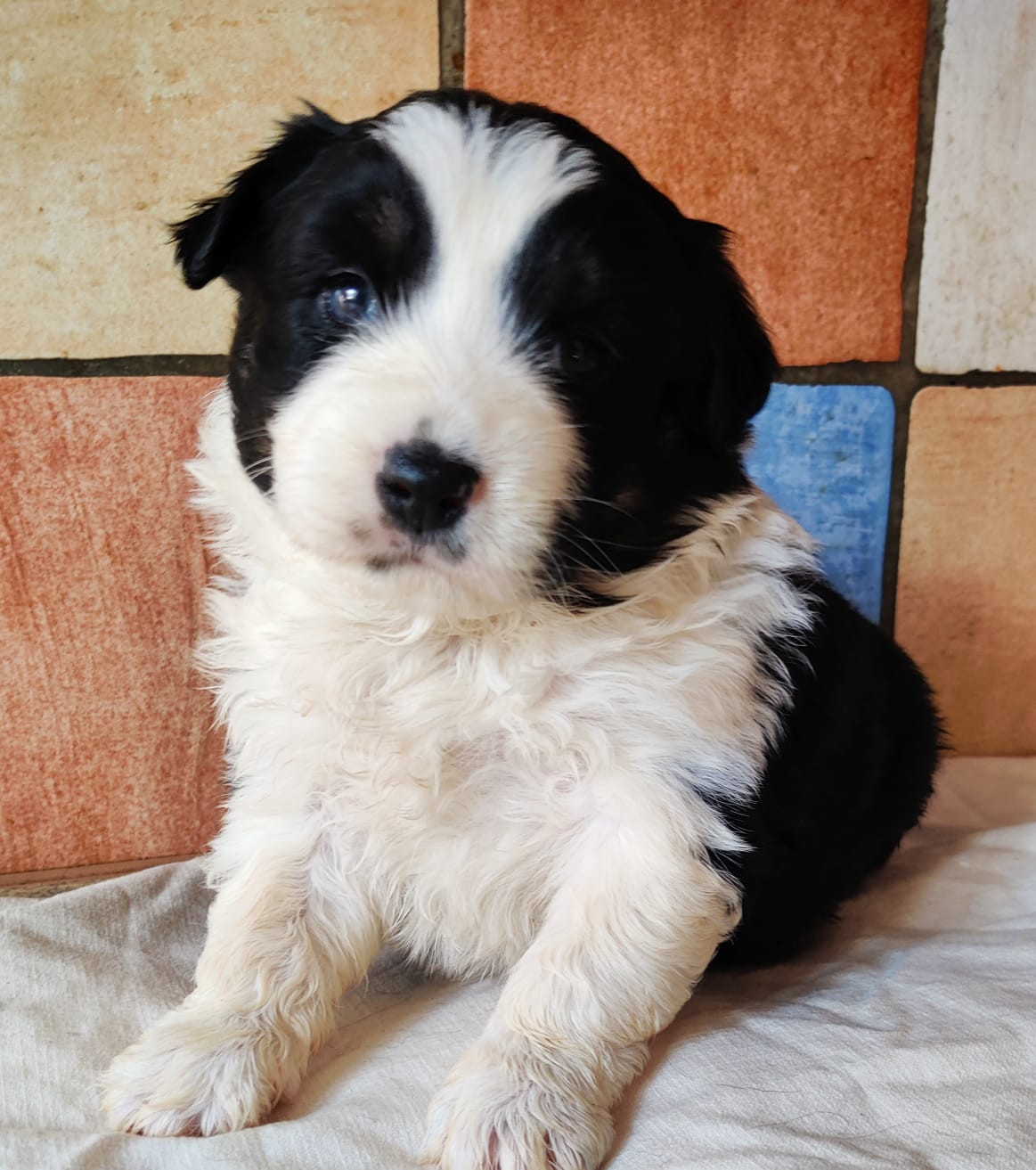 des Felicuncan - Chiots disponibles - Berger Américain Miniature 