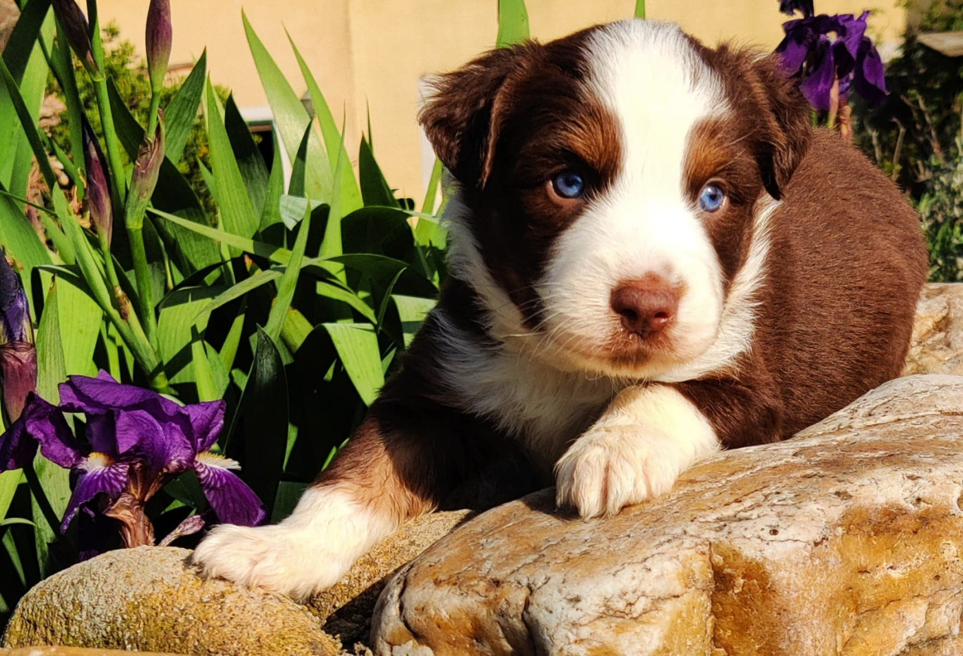 des Felicuncan - Chiots disponibles - Berger Américain Miniature 