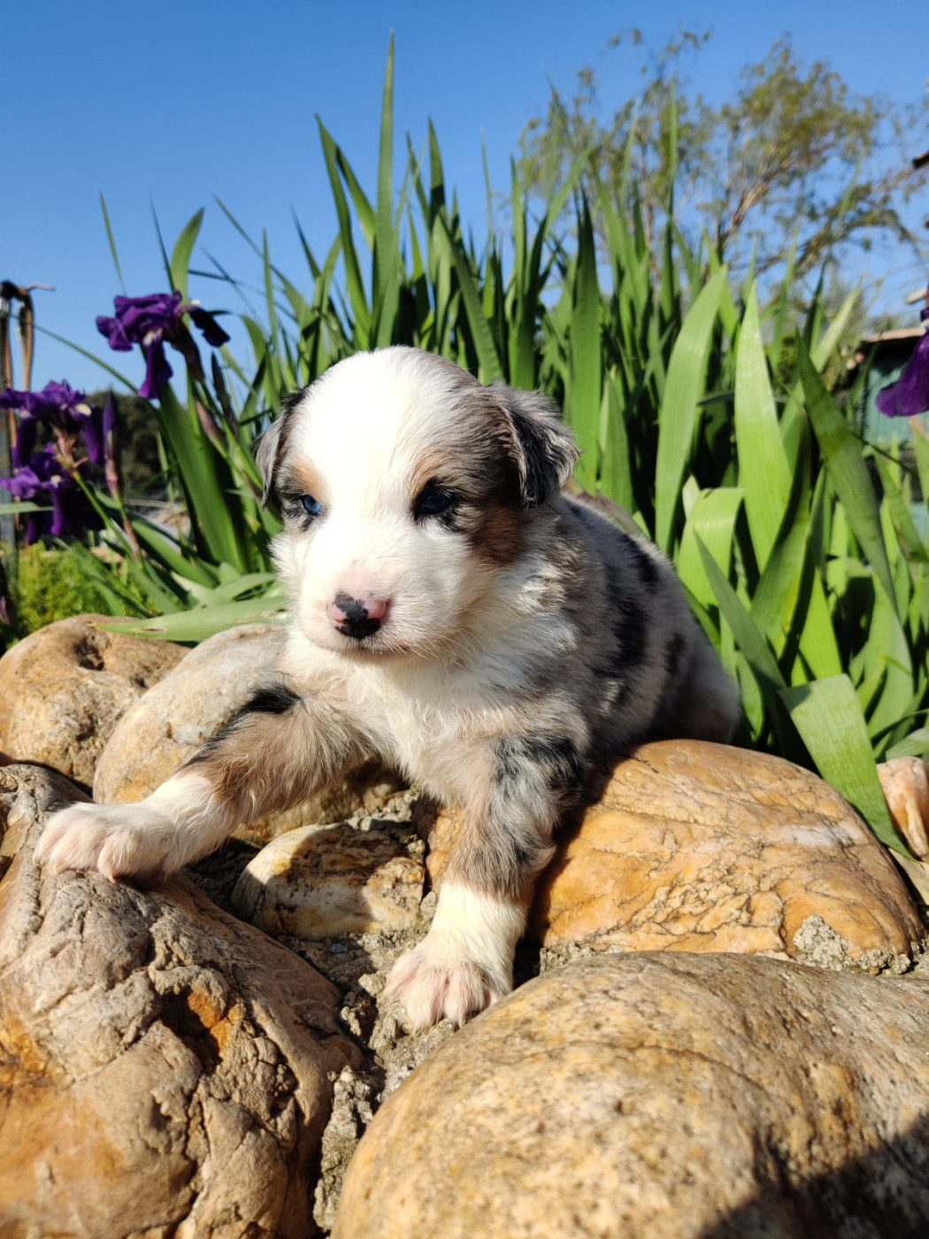 des Felicuncan - Chiots disponibles - Berger Américain Miniature 