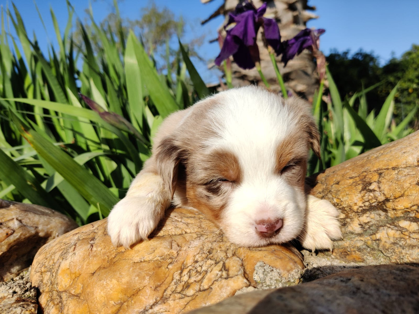 des Felicuncan - Chiots disponibles - Berger Américain Miniature 