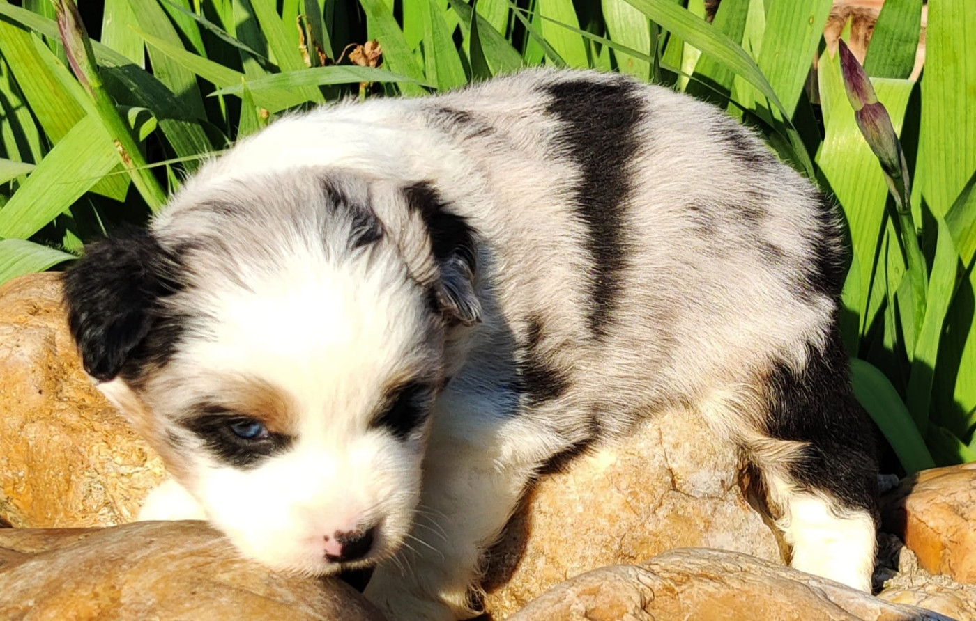 des Felicuncan - Chiots disponibles - Berger Américain Miniature 