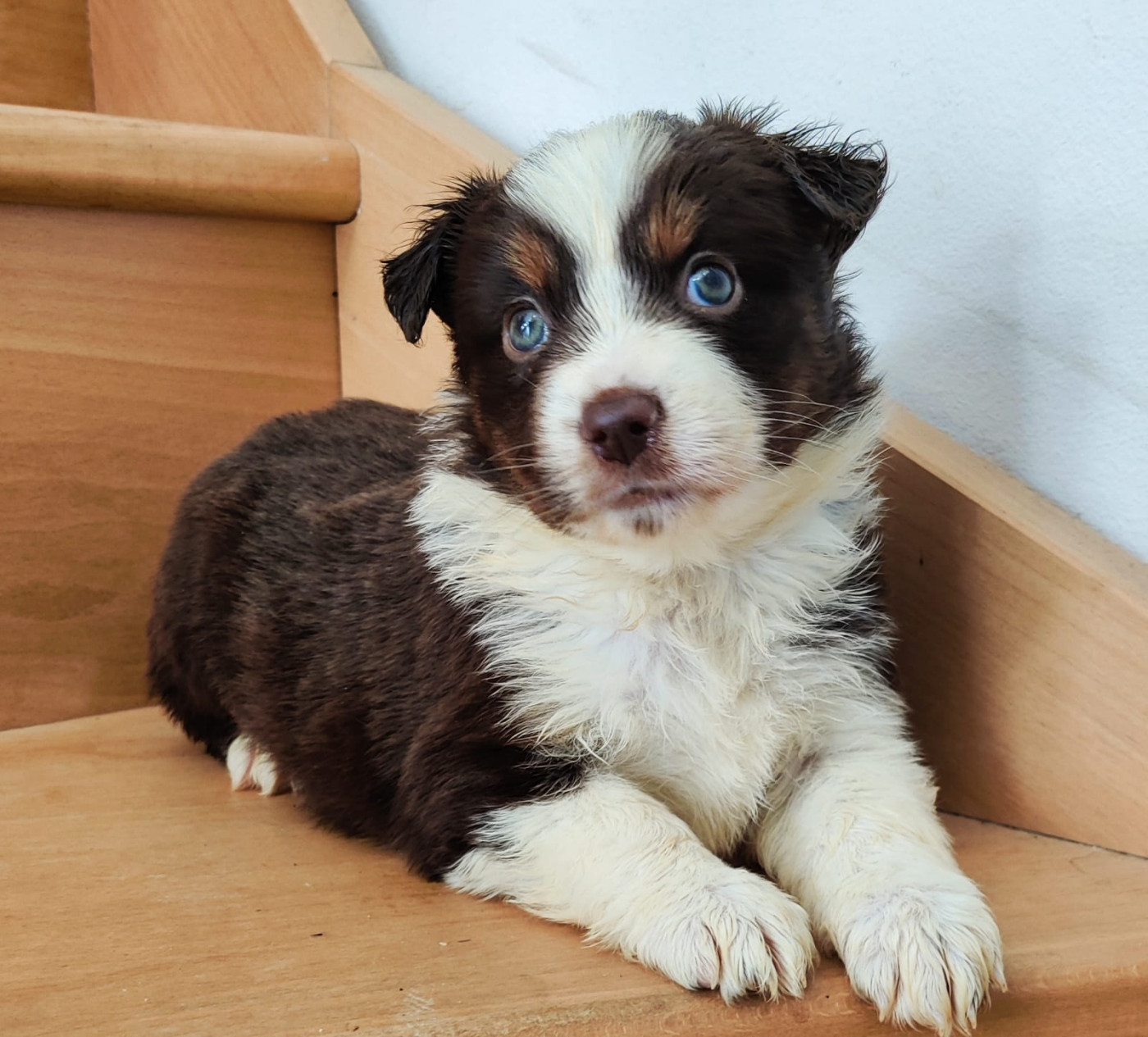 des Felicuncan - Chiots disponibles - Berger Américain Miniature 