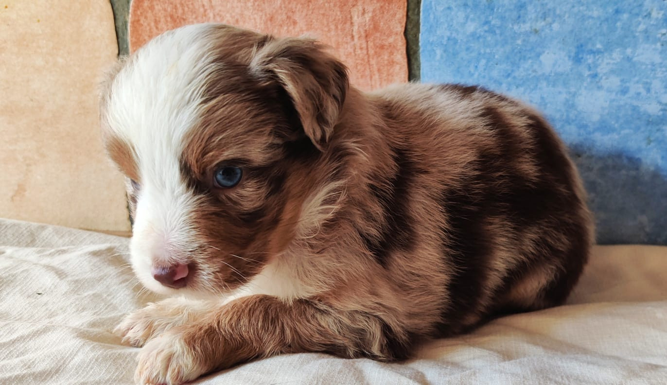 des Felicuncan - Chiots disponibles - Berger Américain Miniature 