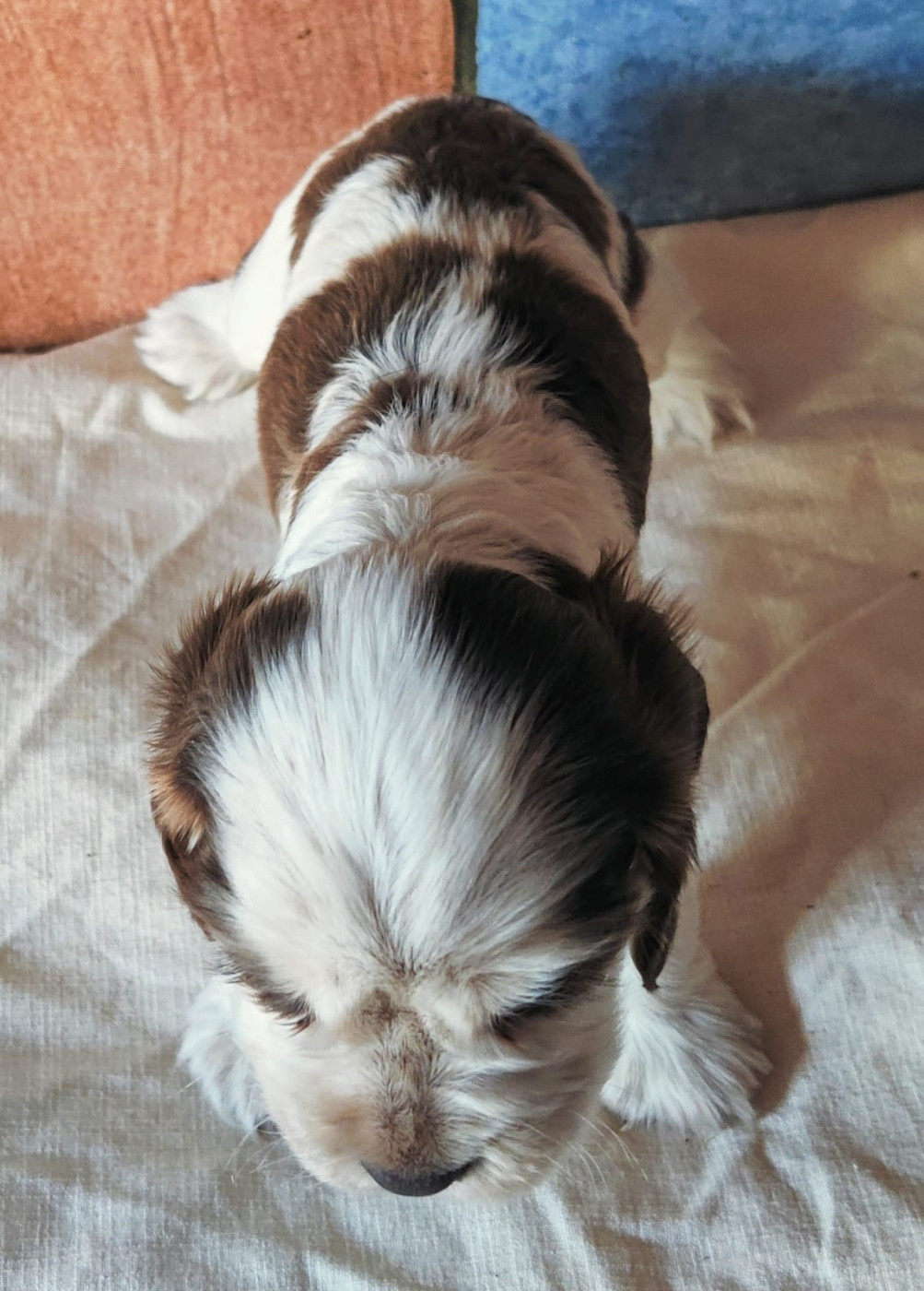 des Felicuncan - Chiots disponibles - Cocker Spaniel Anglais