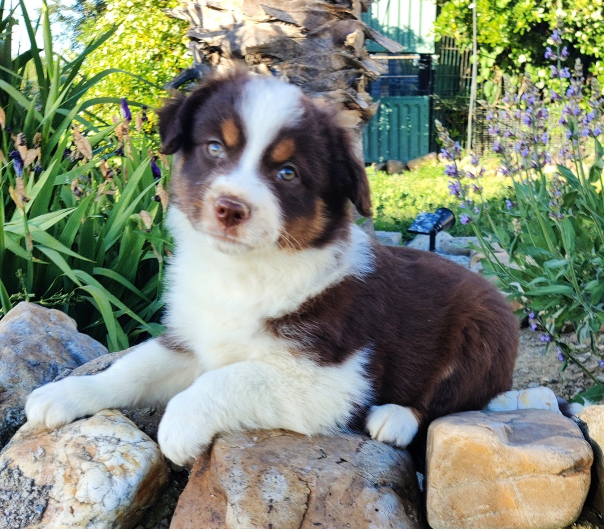 des Felicuncan - Chiots disponibles - Berger Américain Miniature 