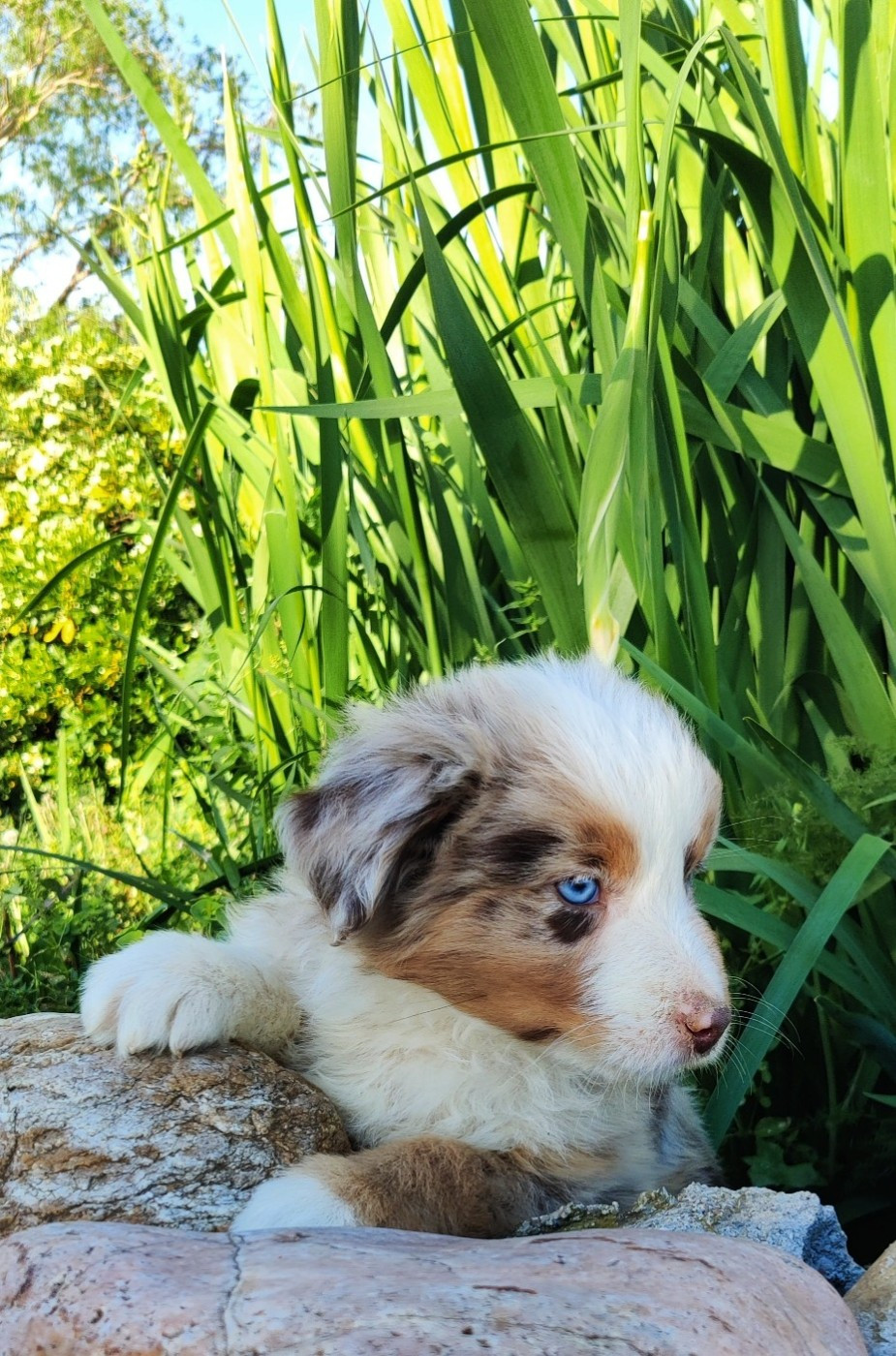 des Felicuncan - Chiots disponibles - Berger Américain Miniature 