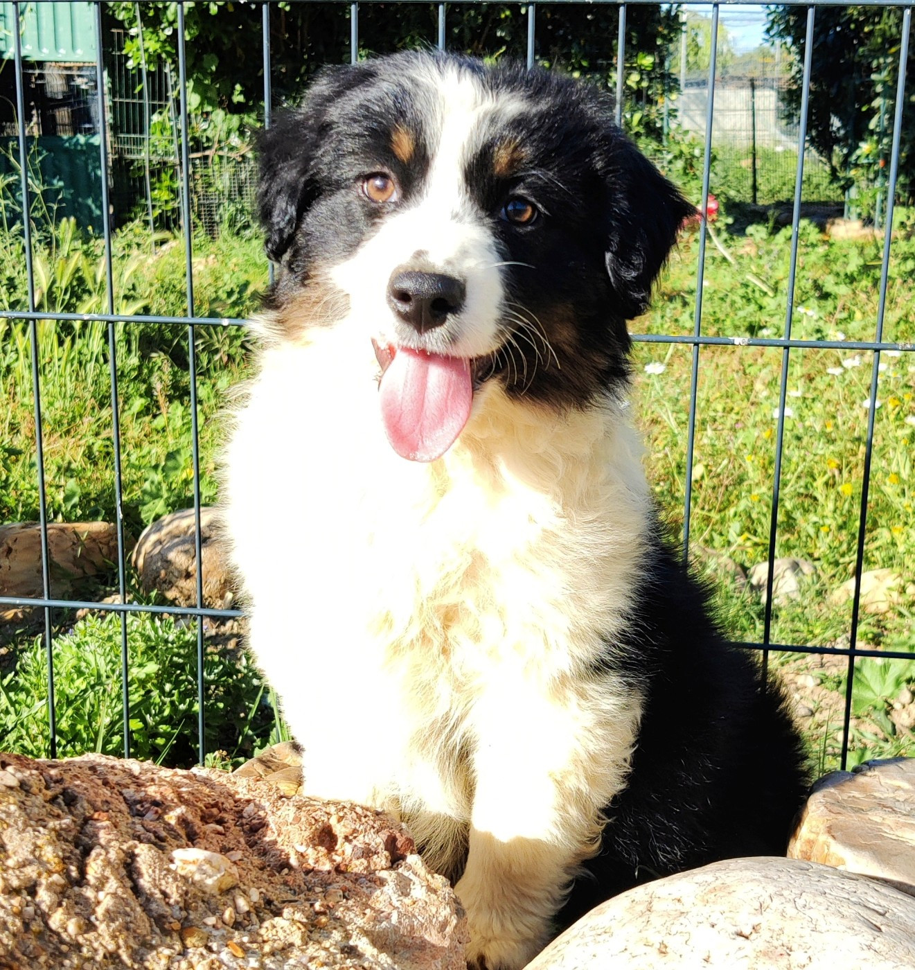 des Felicuncan - Chiots disponibles - Berger Américain Miniature 
