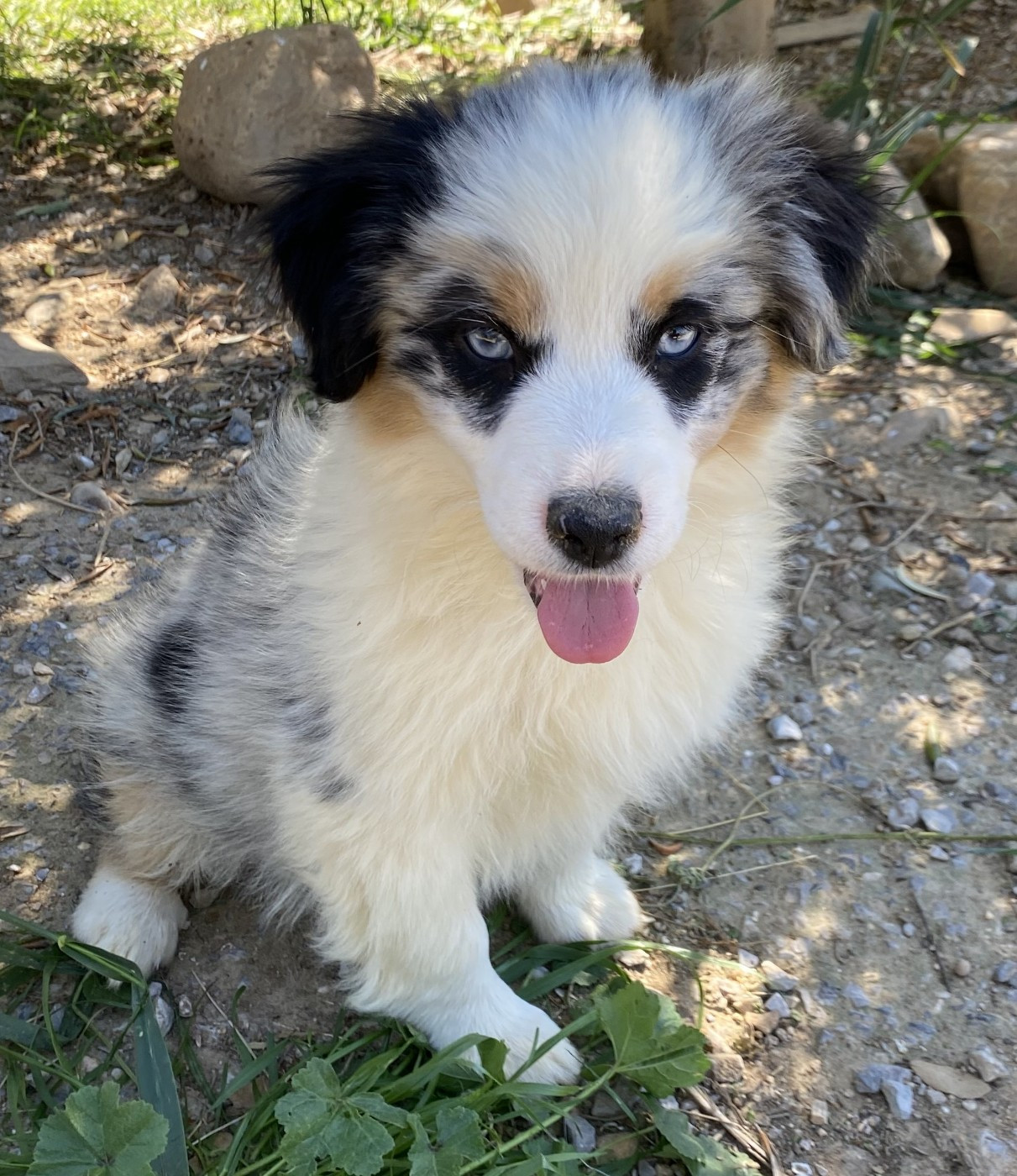 des Felicuncan - Chiots disponibles - Berger Américain Miniature 