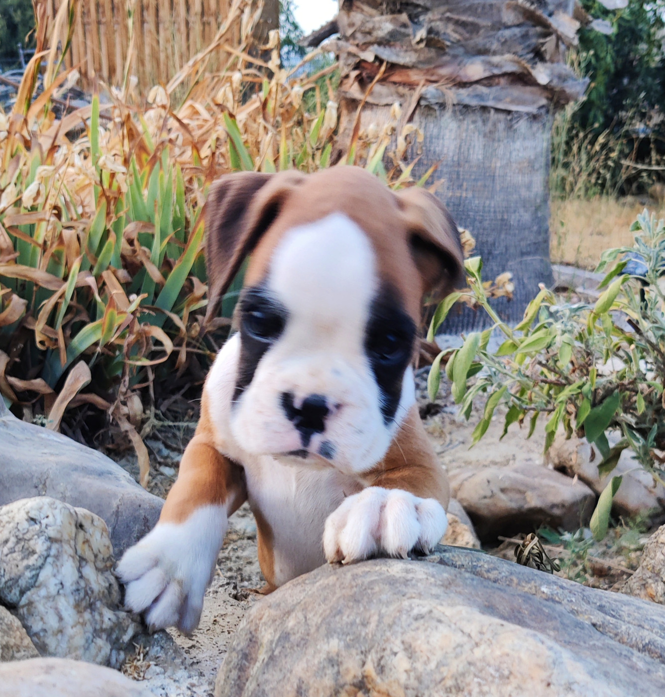 Chiot Boxer des Felicuncan