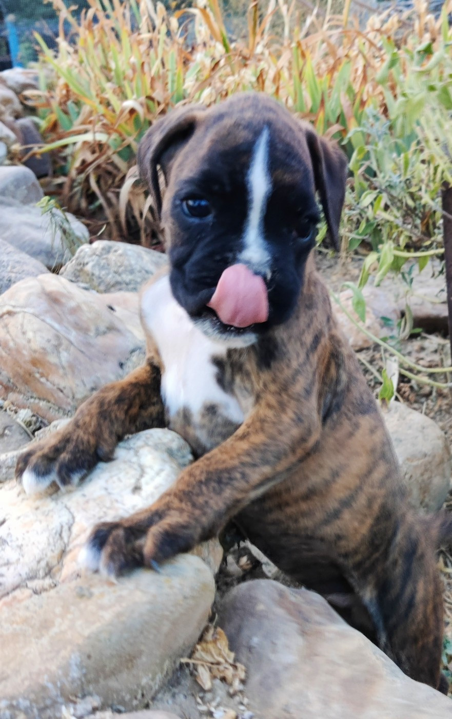 des Felicuncan - Chiots disponibles - Boxer