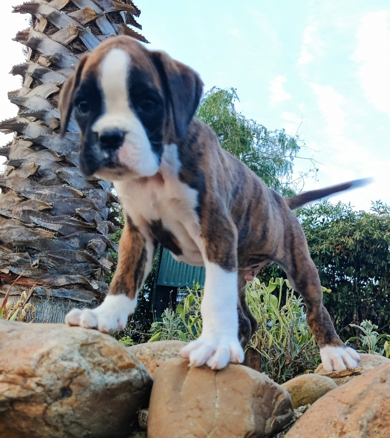 des Felicuncan - Chiots disponibles - Boxer