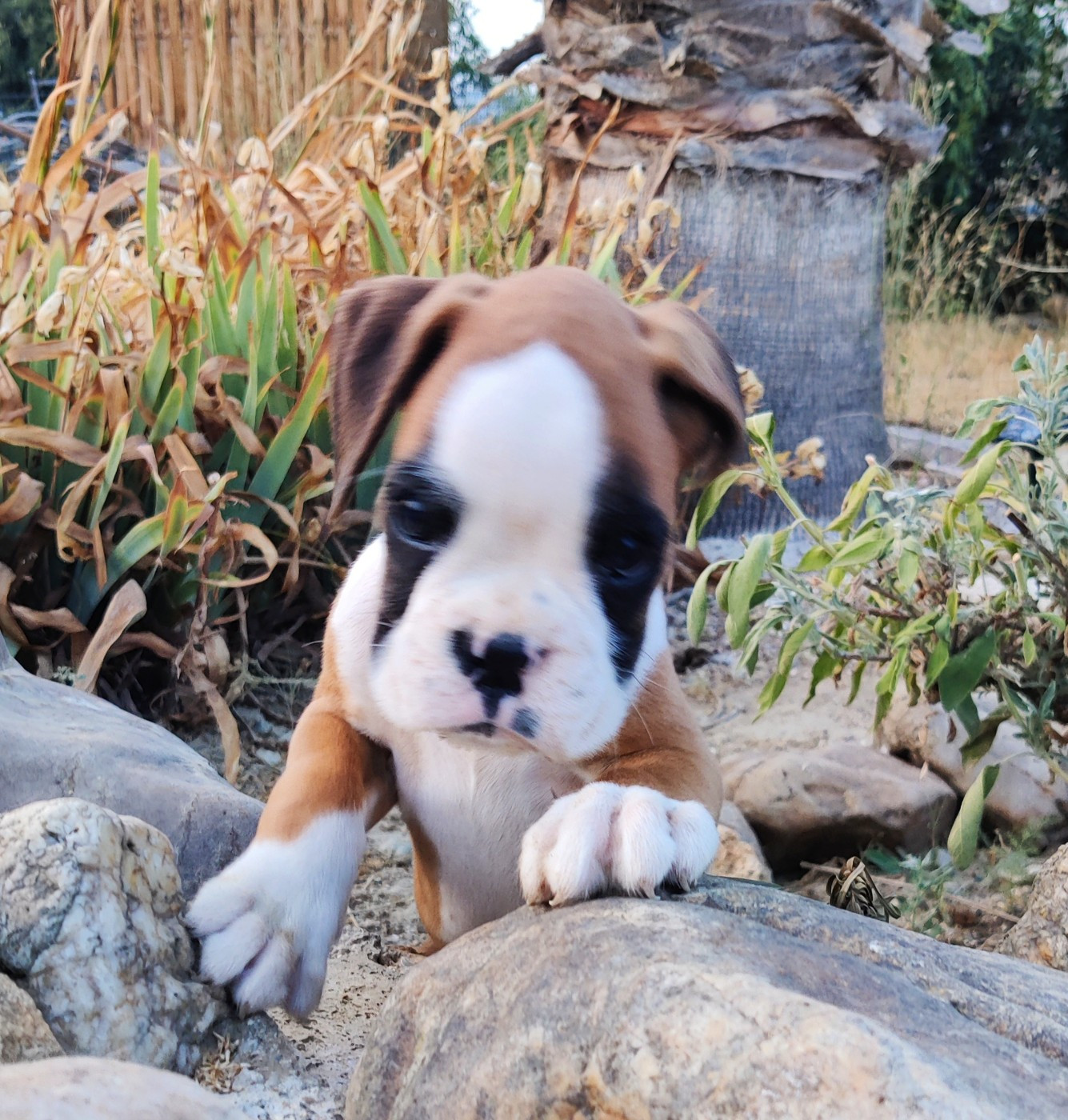 des Felicuncan - Chiots disponibles - Boxer