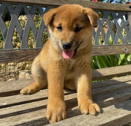 des Felicuncan - Chiots disponibles - Shiba