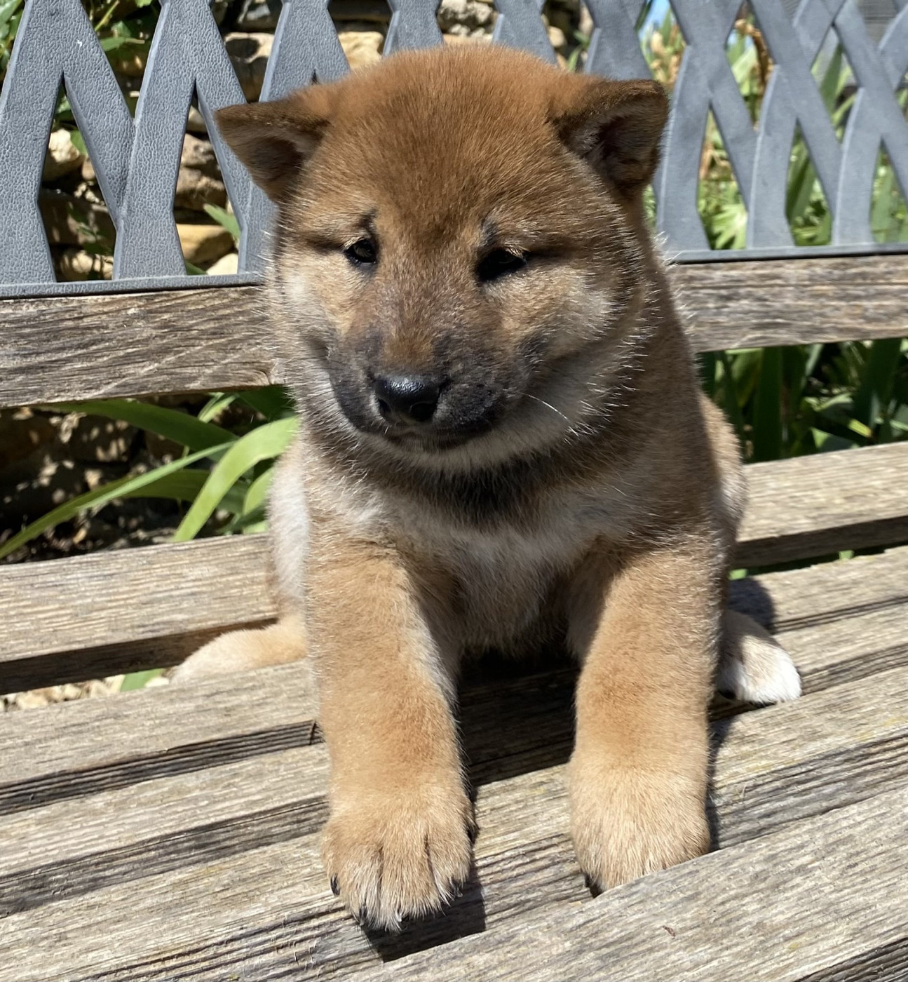 des Felicuncan - Chiots disponibles - Shiba