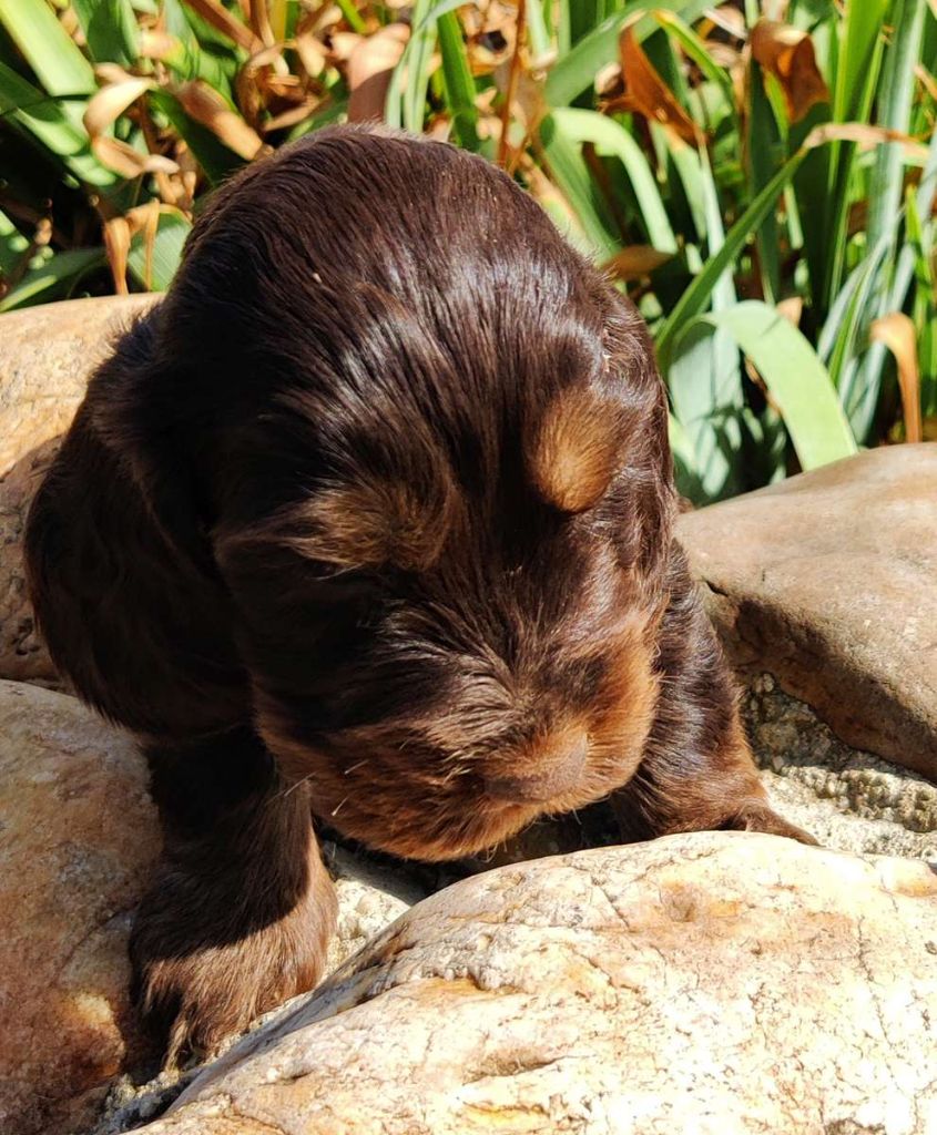 des Felicuncan - Chiots disponibles - Cocker Spaniel Anglais