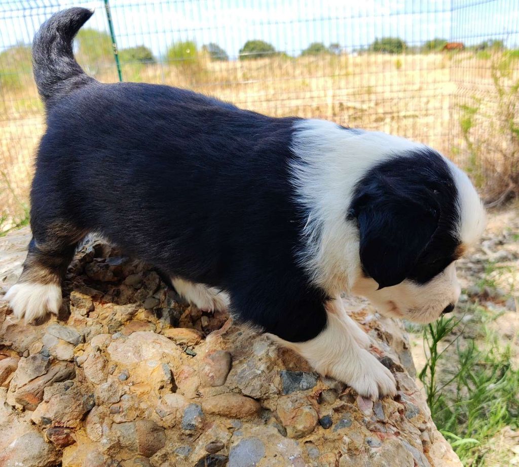 des Felicuncan - Chiots disponibles - Berger Américain Miniature 