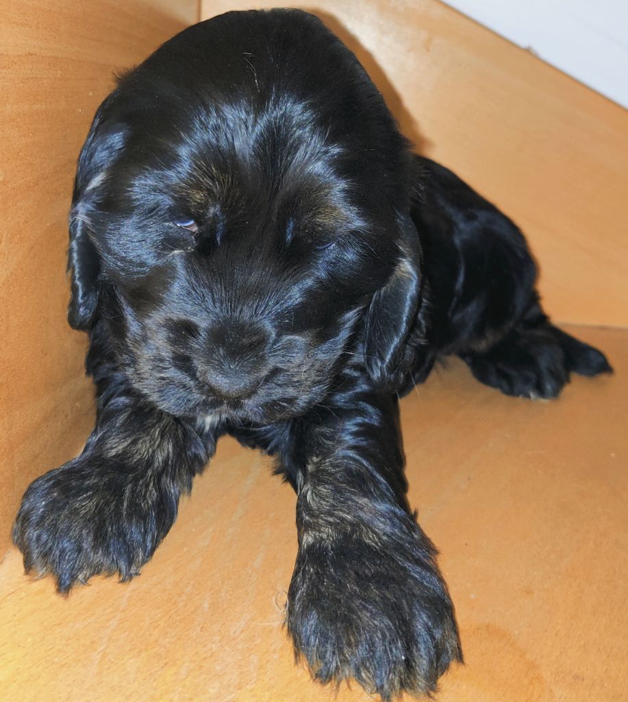 des Felicuncan - Chiots disponibles - Cocker Spaniel Anglais