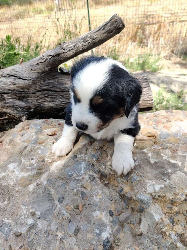 des Felicuncan - Chiots disponibles - Berger Américain Miniature 