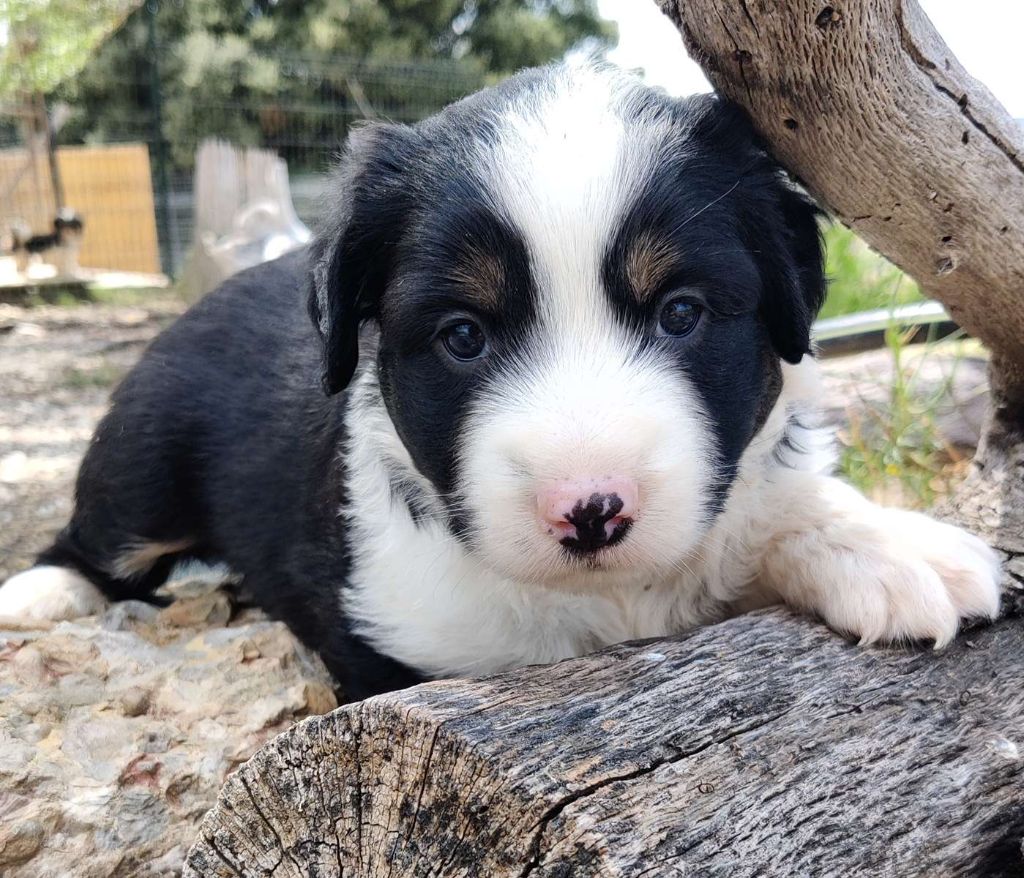 des Felicuncan - Chiots disponibles - Berger Américain Miniature 