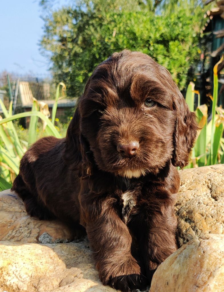 des Felicuncan - Chiots disponibles - Cocker Spaniel Anglais