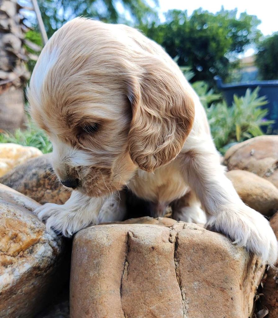 des Felicuncan - Chiots disponibles - Cocker Spaniel Anglais