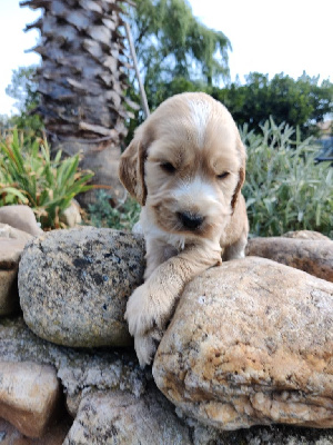 CHIOT 7