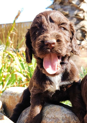 CHIOT 6