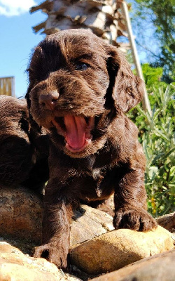 CHIOT 5