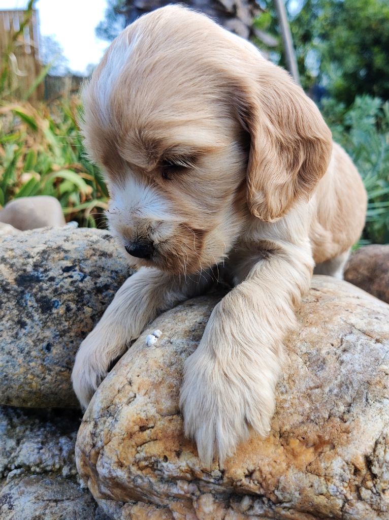 des Felicuncan - Chiots disponibles - Cocker Spaniel Anglais