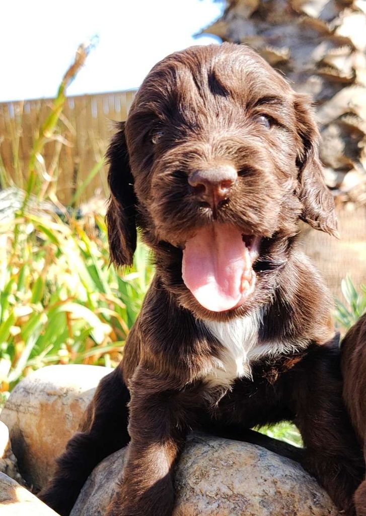 des Felicuncan - Chiots disponibles - Cocker Spaniel Anglais