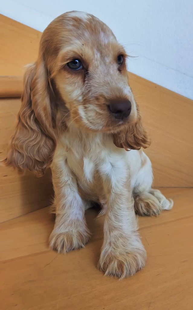 des Felicuncan - Chiots disponibles - Cocker Spaniel Anglais