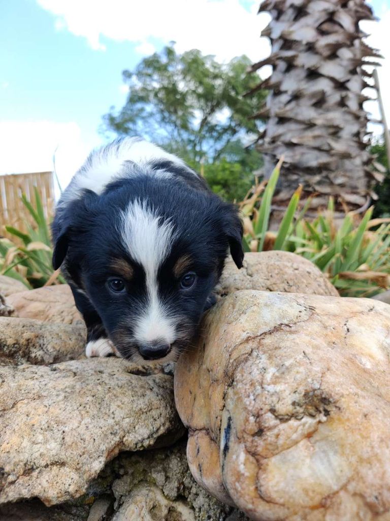 des Felicuncan - Chiots disponibles - Berger Américain Miniature 