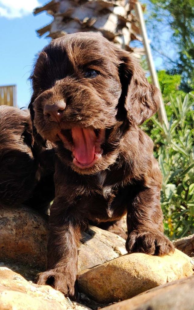 des Felicuncan - Chiots disponibles - Cocker Spaniel Anglais